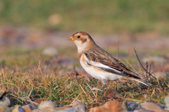 Картинка животные птицы птичка