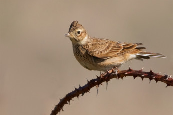 Картинка животные птицы птичка