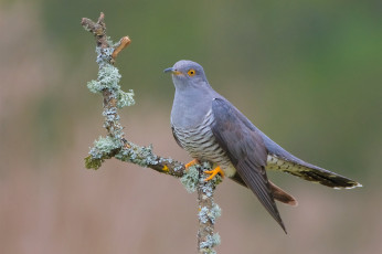 Картинка животные птицы птичка