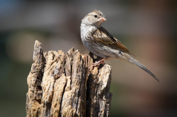 Картинка животные птицы птичка