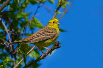 Картинка животные птицы птичка