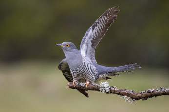 Картинка животные птицы птичка
