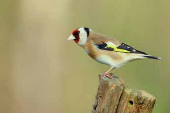 Картинка животные щеглы +чижи птичка