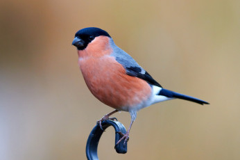 Картинка животные снегири птичка