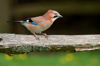 Картинка животные сойки птичка