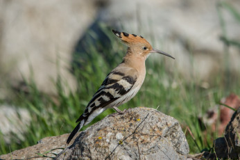 Картинка животные удоды птичка