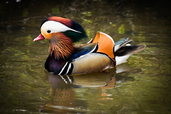 Картинка животные утки птичка