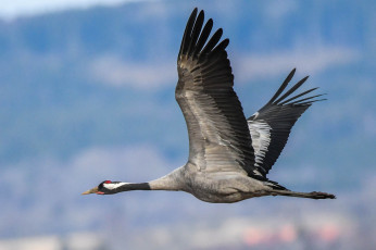 Картинка животные журавли птичка