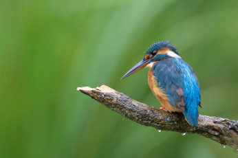 Картинка животные зимородки птичка