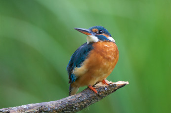 Картинка животные зимородки птичка