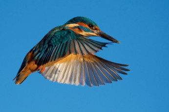 Картинка животные зимородки птичка