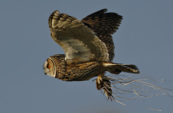 Картинка животные совы птичка