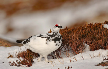 Картинка животные куропатки +рябчики +перепела птичка