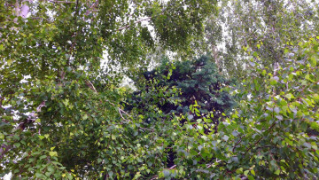 Картинка природа деревья