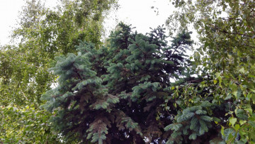 Картинка природа деревья