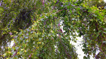 Картинка природа деревья берёза