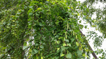 Картинка природа листья берёза