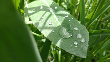 Картинка природа макро капли