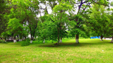 Картинка природа парк