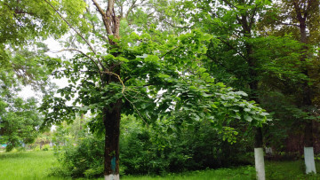 Картинка природа парк дерево