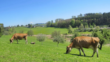 Картинка животные коровы +буйволы луг