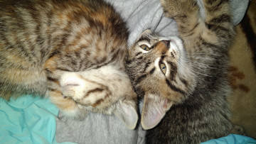 Картинка животные коты котята