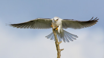 Картинка животные птицы+-+хищники птичка