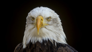 Картинка животные птицы+-+хищники птичка