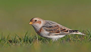 Картинка животные птицы птичка