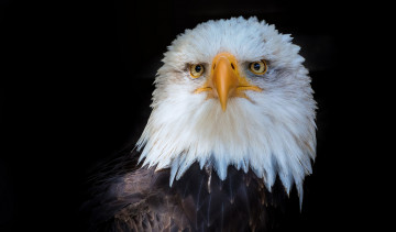 Картинка животные птицы+-+хищники птичка