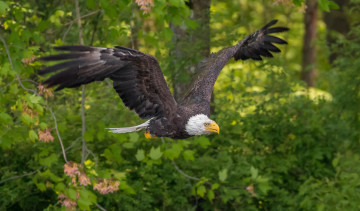 Картинка животные птицы+-+хищники птичка