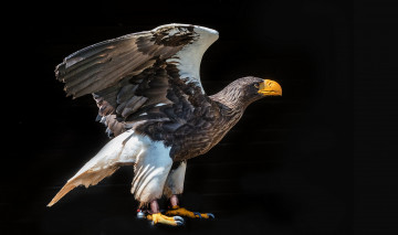 Картинка животные птицы+-+хищники птичка