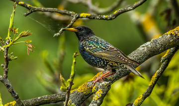 Картинка животные птицы птичка