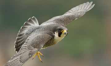 Картинка животные птицы+-+хищники птичка