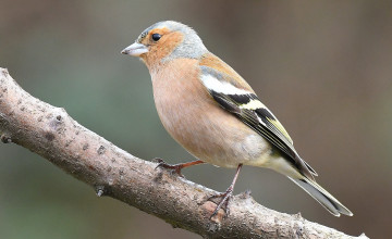 Картинка животные птицы птичка