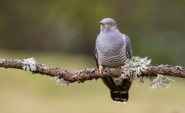 Картинка животные птицы птичка