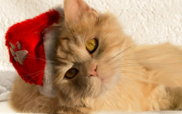 Картинка животные коты мордочка взгляд кот кошка