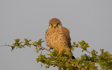Картинка животные птицы+-+хищники птичка