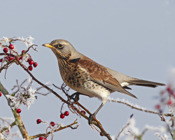 Обои картинки фото животные, птицы, птичка