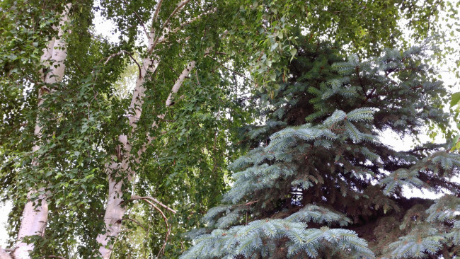 Обои картинки фото природа, деревья