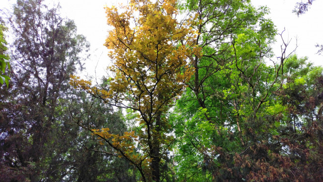 Обои картинки фото природа, деревья