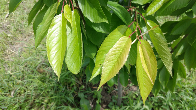 Обои картинки фото природа, листья