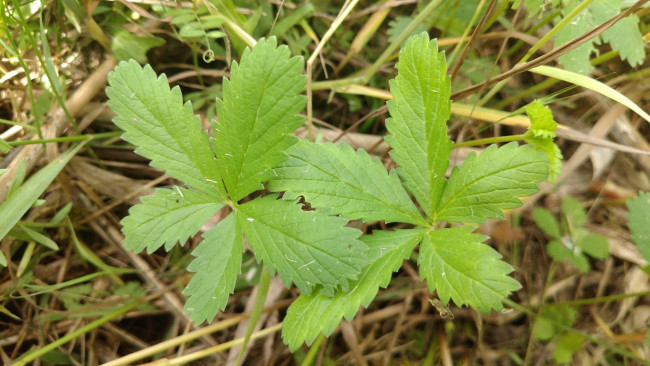 Обои картинки фото природа, листья