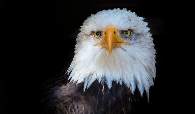 Обои картинки фото животные, птицы - хищники, птичка