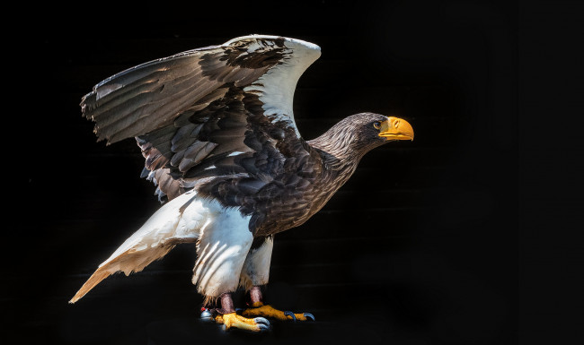 Обои картинки фото животные, птицы - хищники, птичка