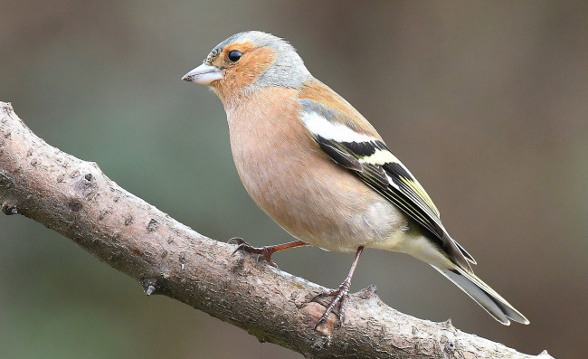 Обои картинки фото животные, птицы, птичка