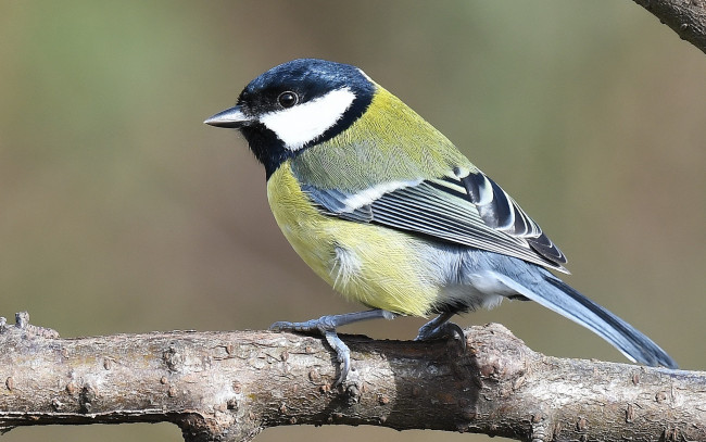 Обои картинки фото животные, синицы,  лазоревки, птичка