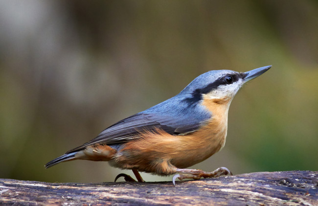 Обои картинки фото животные, поползни, птичка