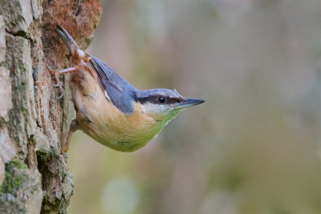 Обои картинки фото животные, поползни, птичка