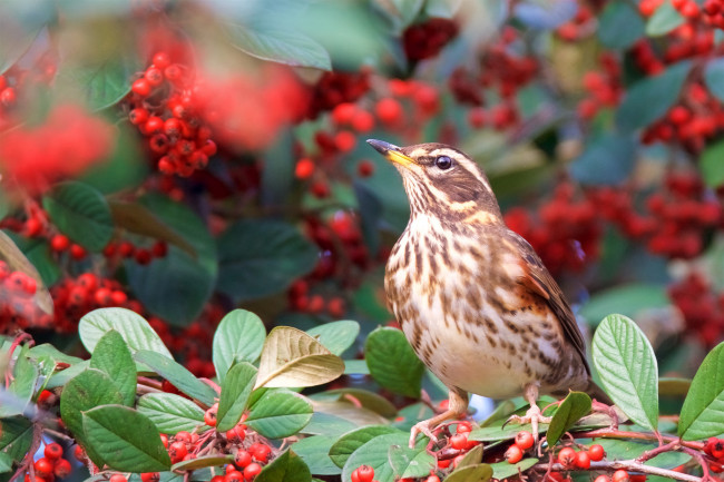 Обои картинки фото животные, птицы, птичка